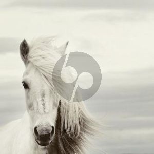Mi Caballo Blanco (My White Horse)