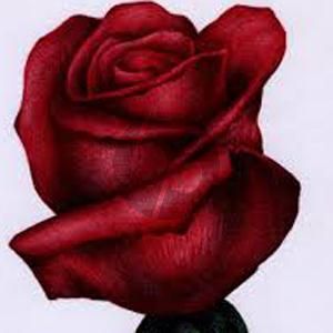 O My Love Is Like A Red, Red Rose
