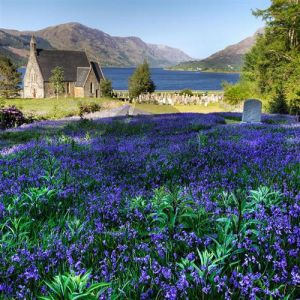 The Bluebells Of Scotland